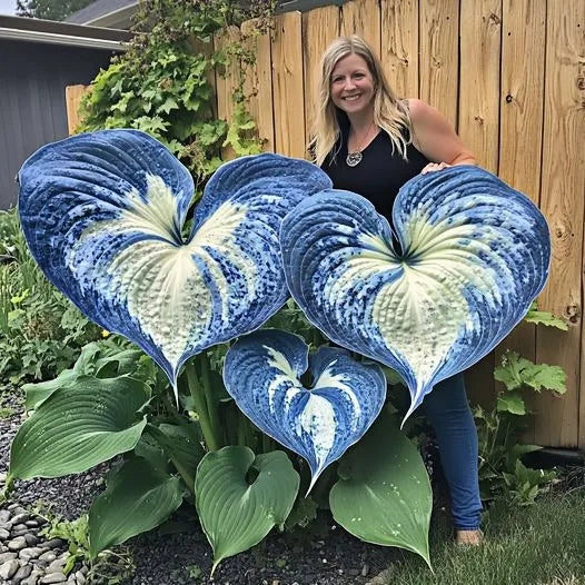 🍃 Exclusive Hosta Bulbs – Unique Foliage, Effortless Beauty