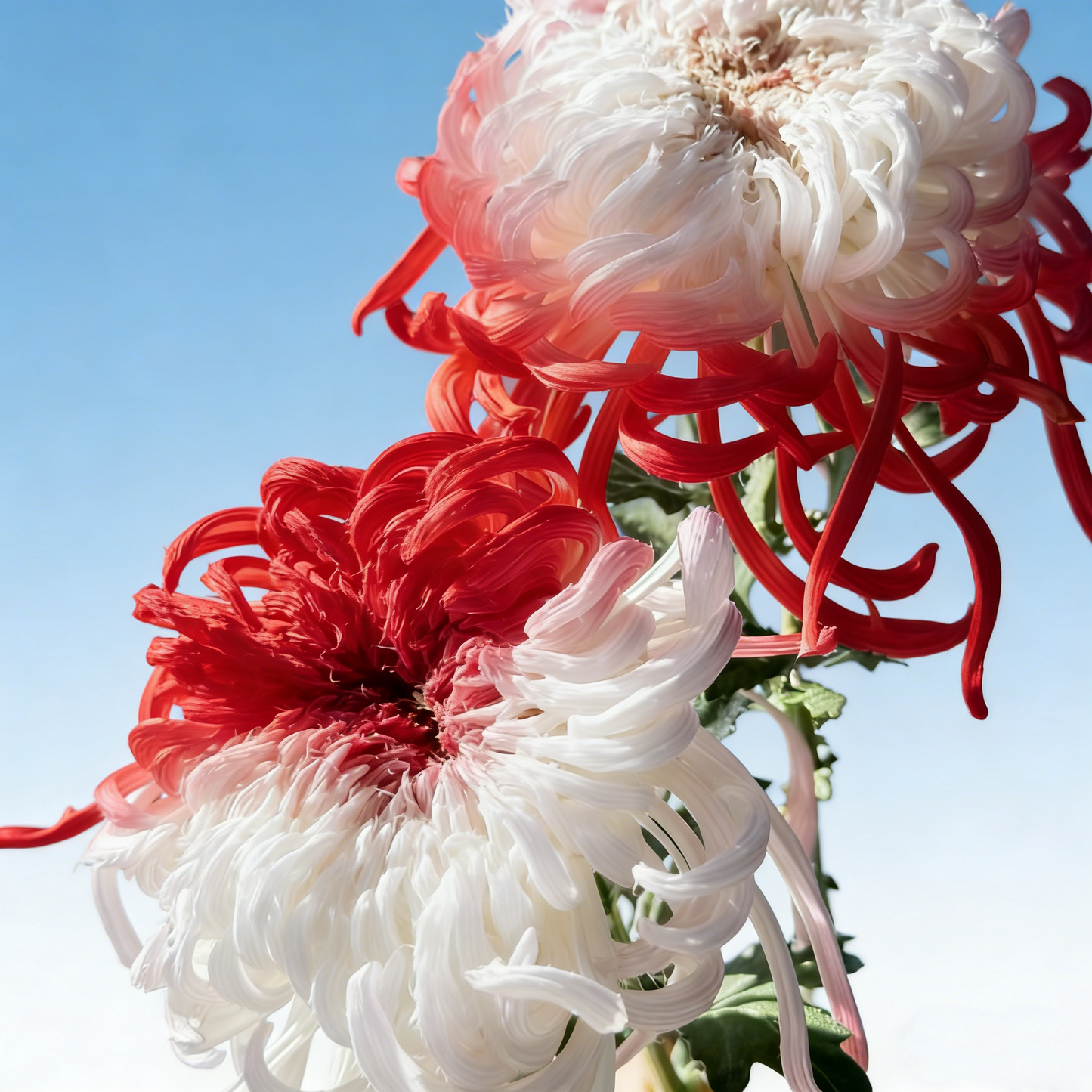🌼Goose Feather Chrysanthemum Seeds – Mixed Color Pack ✨