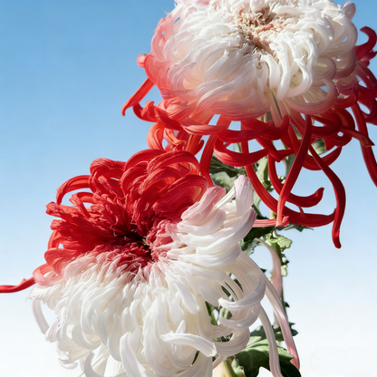 🌼Goose Feather Chrysanthemum Seeds – Mixed Color Pack ✨