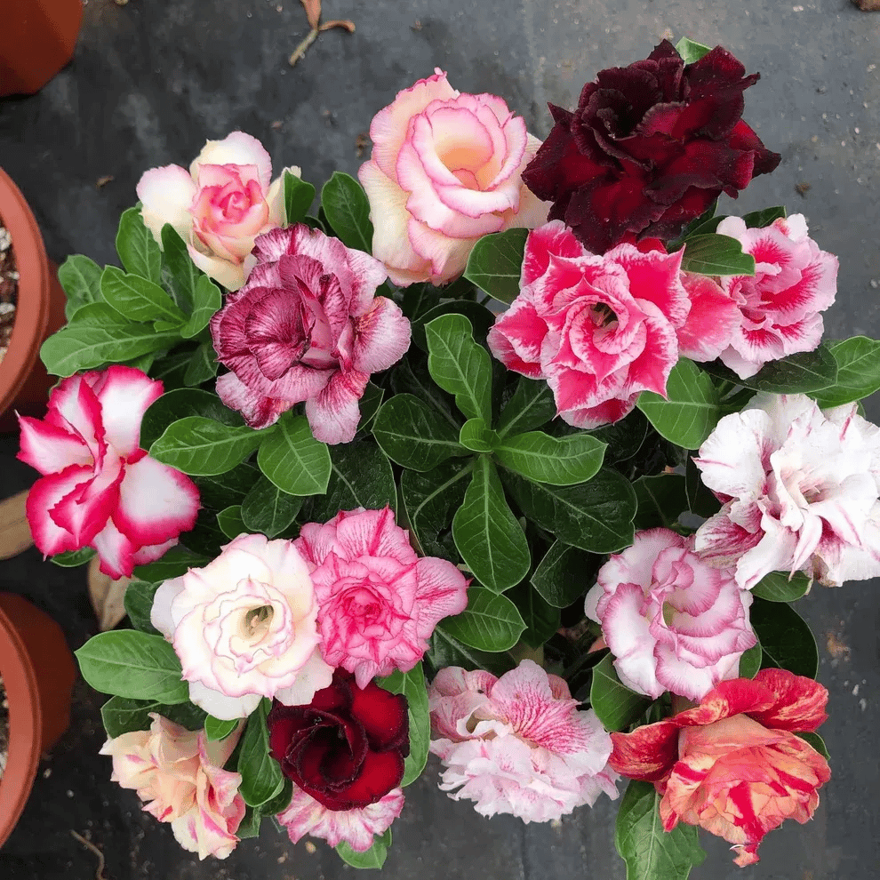 🌵🌹 Dive into Desert Beauty: Desert Rose Seeds for Your Tranquil Haven!-Various Colors🌱Long Flowering Period 🏜️🌺