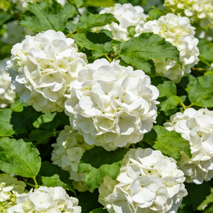 🔥New Arrivals🌸Hydrangea Seeds of Bliss☁️✨