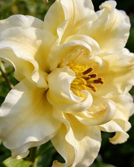 🌸56% OFF Romantic Double Lily Bulbs🌼