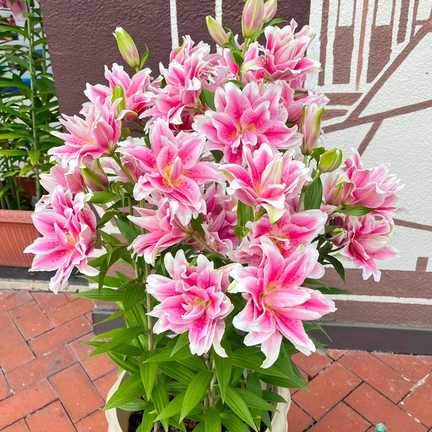 🎁2026 Must Plant☀️Rare Lily Bulbs🌸