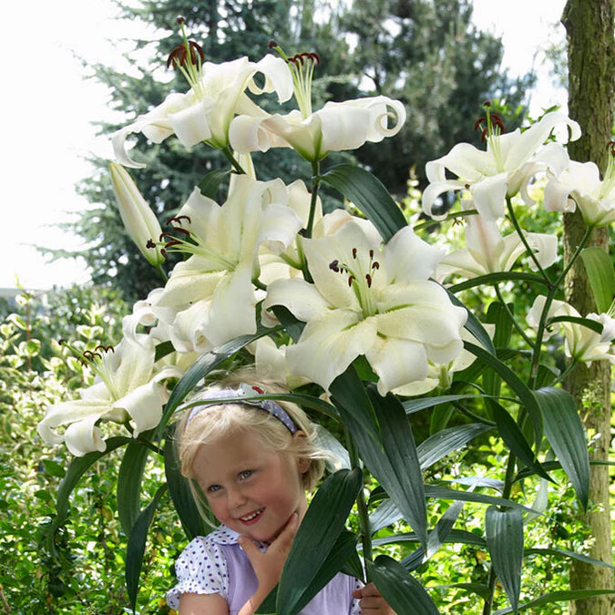 🎁2026 Must Plant☀️Rare Lily Bulbs🌸