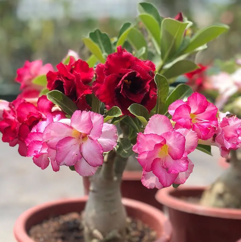 ✨Desert Rose Seeds🌹Heat-Resistant✨