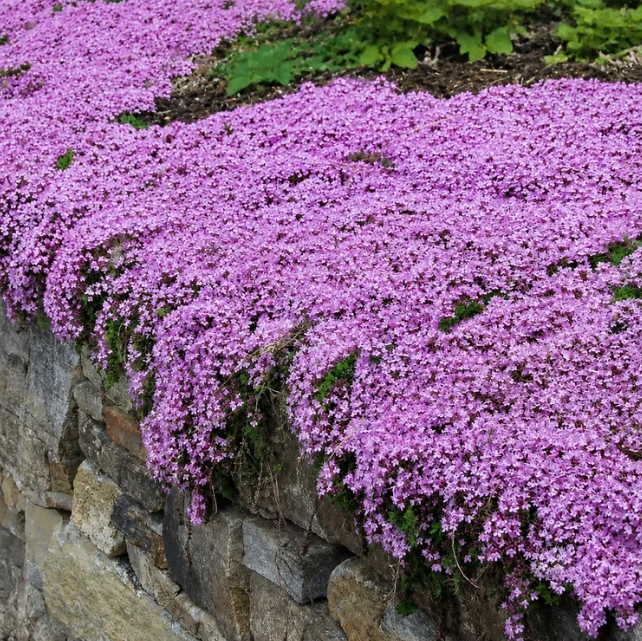 💐 Creeping Thyme Seeds – Vibrant Multi-Color Blooms & Natural Ground Cover