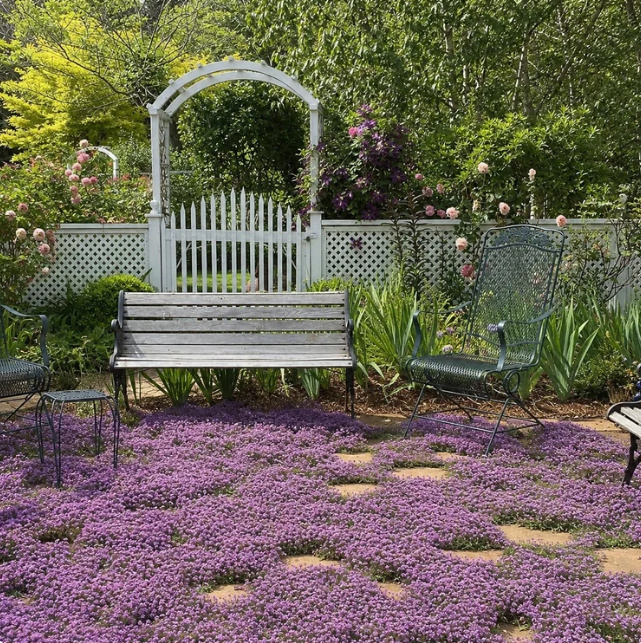 💐 Creeping Thyme Seeds – Vibrant Multi-Color Blooms & Natural Ground Cover
