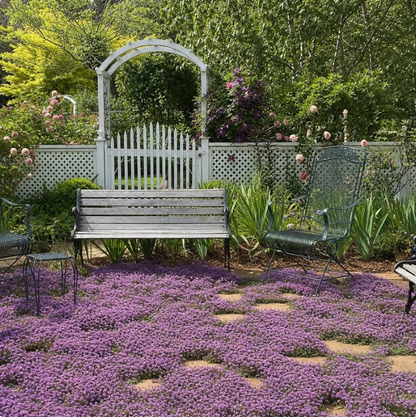 💐 Creeping Thyme Seeds – Vibrant Multi-Color Blooms & Natural Ground Cover