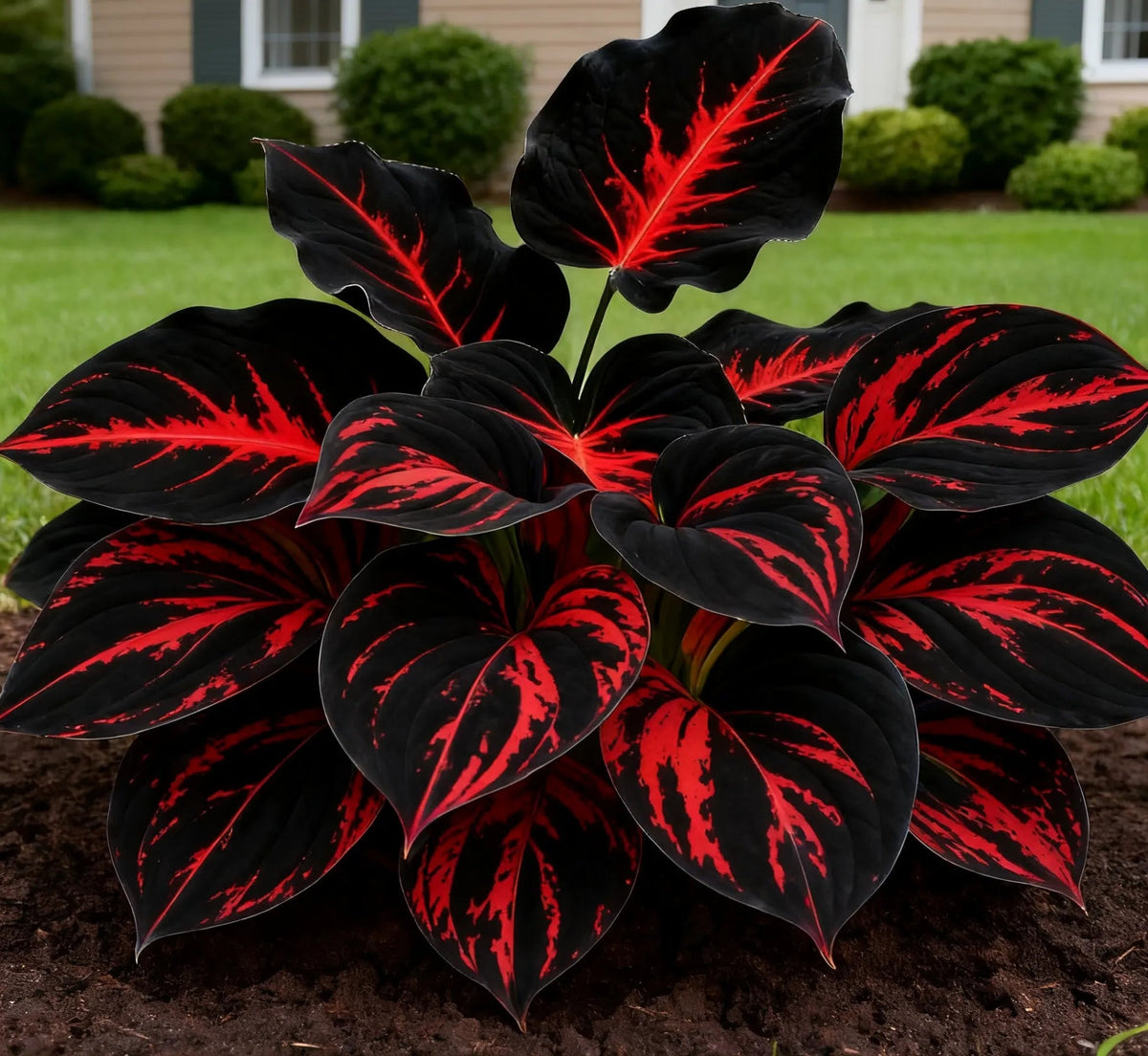 🍃 Exclusive Hosta Bulbs – Unique Foliage, Effortless Beauty