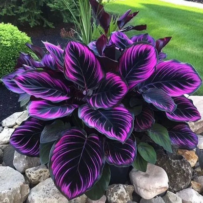 🌱 Rare Giant Hosta Bulbs – Lush, Tall & Shade-Loving Garden Beauty