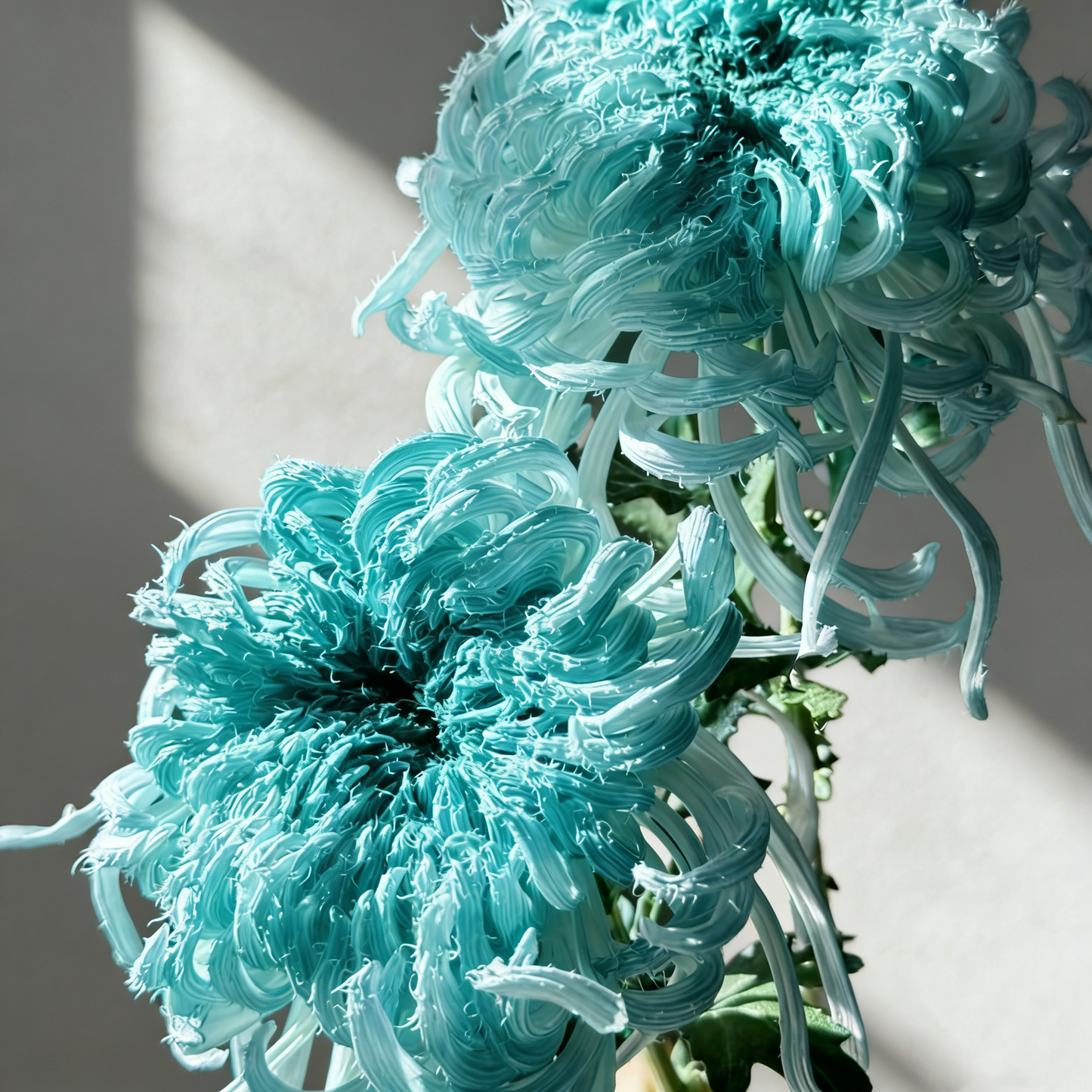 🌼Goose Feather Chrysanthemum Seeds – Mixed Color Pack ✨
