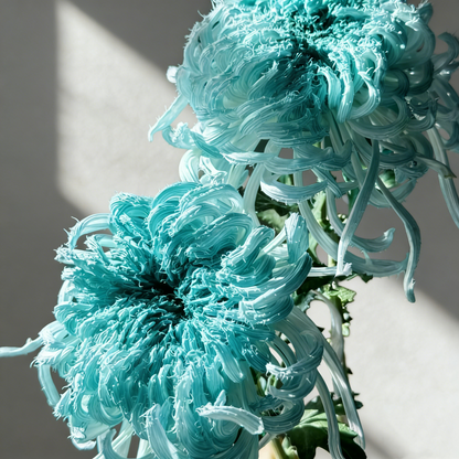 🌼Goose Feather Chrysanthemum Seeds – Mixed Color Pack ✨