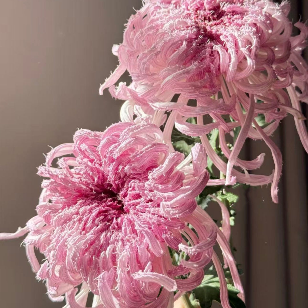 🌼Goose Feather Chrysanthemum Seeds – Mixed Color Pack ✨