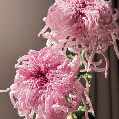 🌼Goose Feather Chrysanthemum Seeds – Mixed Color Pack ✨
