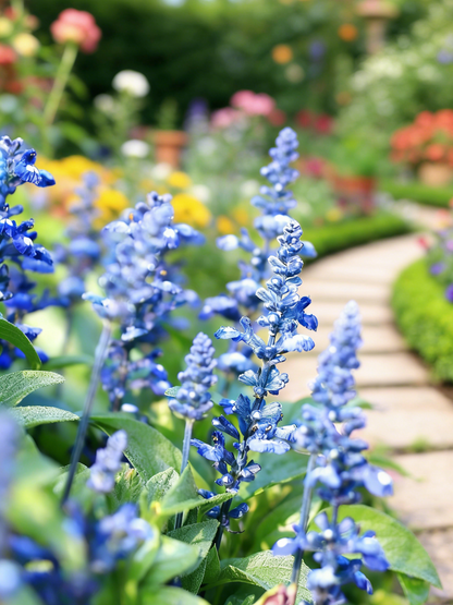 👉 Salvia Flower Seeds Mix – Grow a Butterfly Garden All Summer