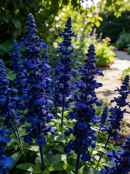 👉 Salvia Flower Seeds Mix – Grow a Butterfly Garden All Summer