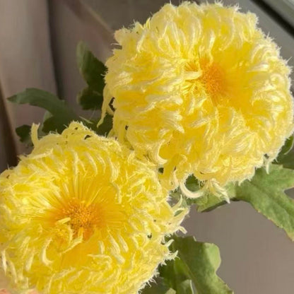 🌼Goose Feather Chrysanthemum Seeds – Mixed Color Pack ✨