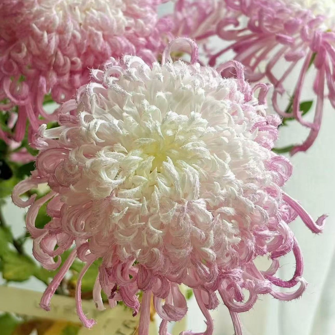 🌼Goose Feather Chrysanthemum Seeds – Mixed Color Pack ✨
