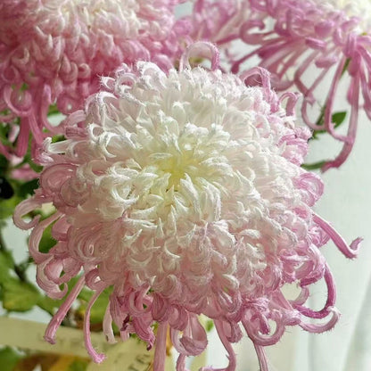 🌼Goose Feather Chrysanthemum Seeds – Mixed Color Pack ✨