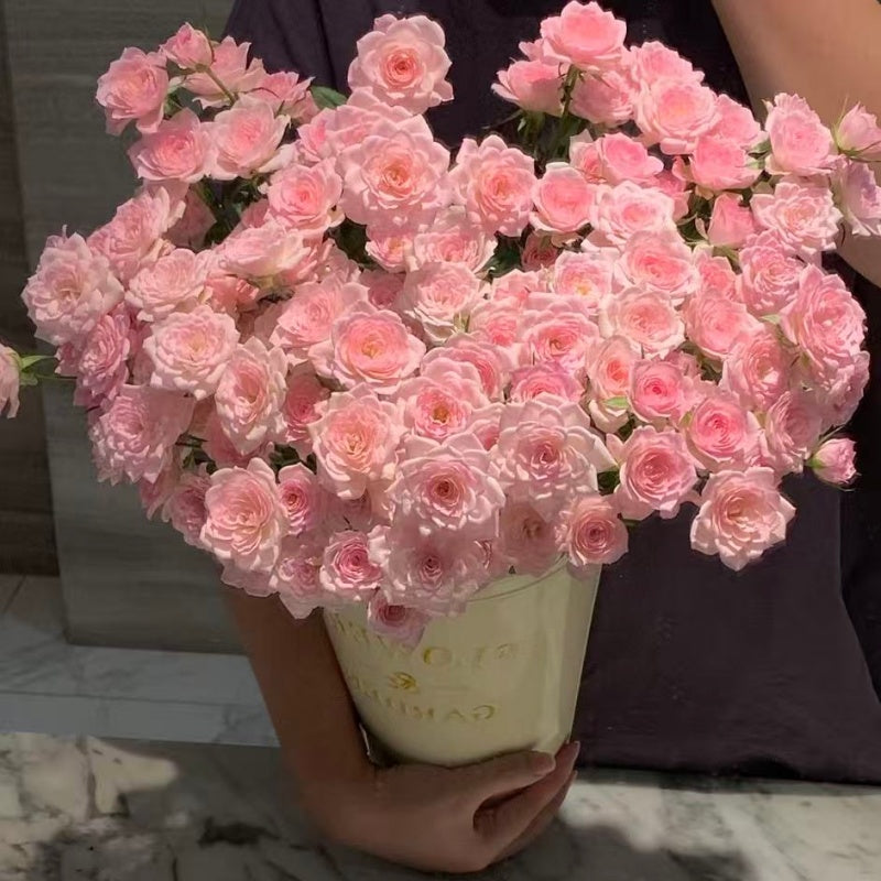 🌹Spray Rose Seeds · Multi-Bloom Elegance ✨