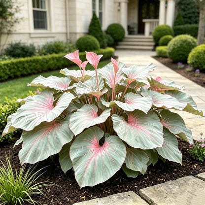 🌿Garden Favorite Hosta Bulbs – Rare & Beautiful Perennial Flowering Plants🎁