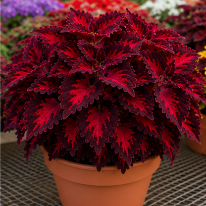 🌿Coleus Bulbs🌷 – Fill Your Garden With Color🌈