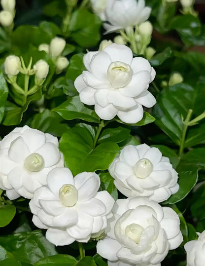 🌸 Pearl Double Jasmine Seeds – Sweet Fragrance