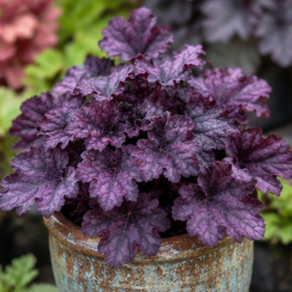 🎨Add Elegant Color to Your Garden - 🌱Heuchera Seeds🌿