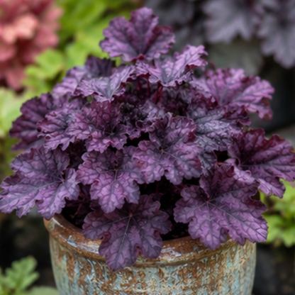 🎨Add Elegant Color to Your Garden - 🌱Heuchera Seeds🌿