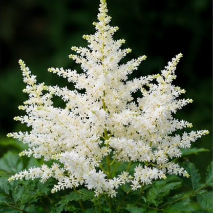 🌸Shade Garden Beauty Astilbe – Hardy, Easy-Care Flowering Bulbs🌿