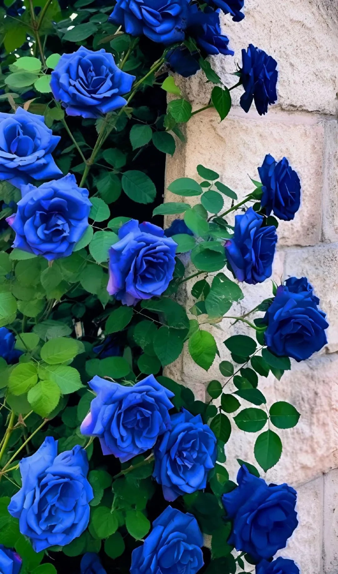 💙 Classic Blue Enchantress Rose Seeds – Mystical Bloom Magic