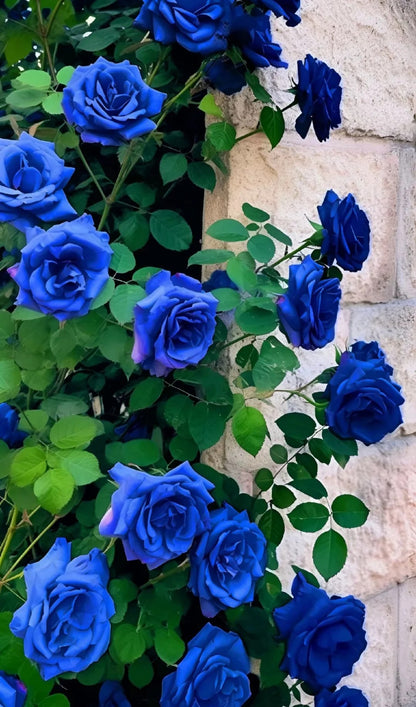 💙 Classic Blue Enchantress Rose Seeds – Mystical Bloom Magic