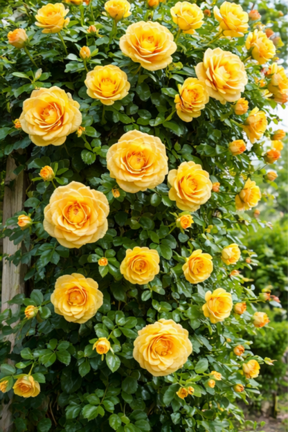 🌹Climbing Rose Seeds🌹 - Growing Floral Cascade💐