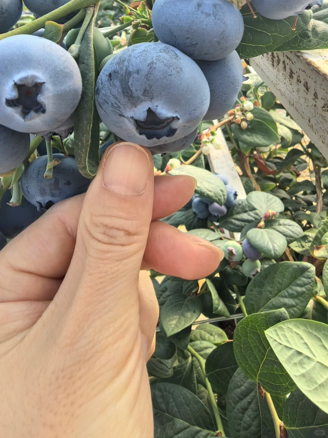 🫐 Giant Blueberry Seeds – Blue & Pink Variety Mix ✨