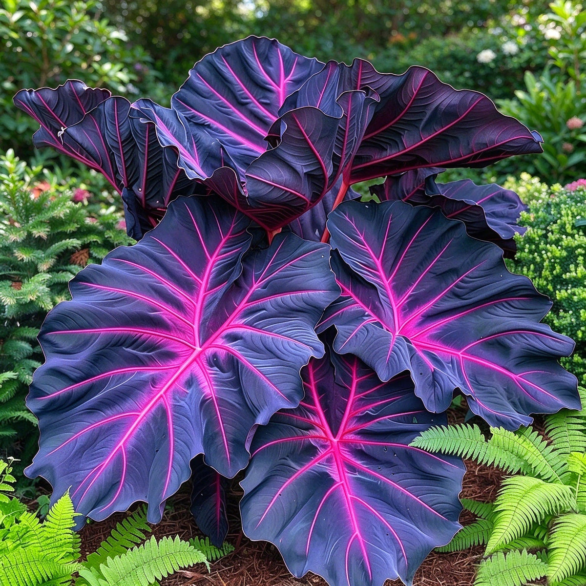 🎊 Giant Caladium Bulbs – Exotic Multicolor Foliage That Brightens Any Garden