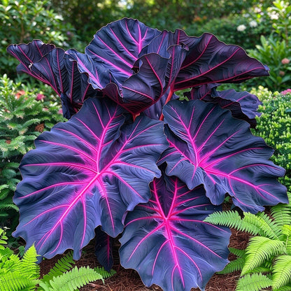🎊 Giant Caladium Bulbs – Exotic Multicolor Foliage That Brightens Any Garden