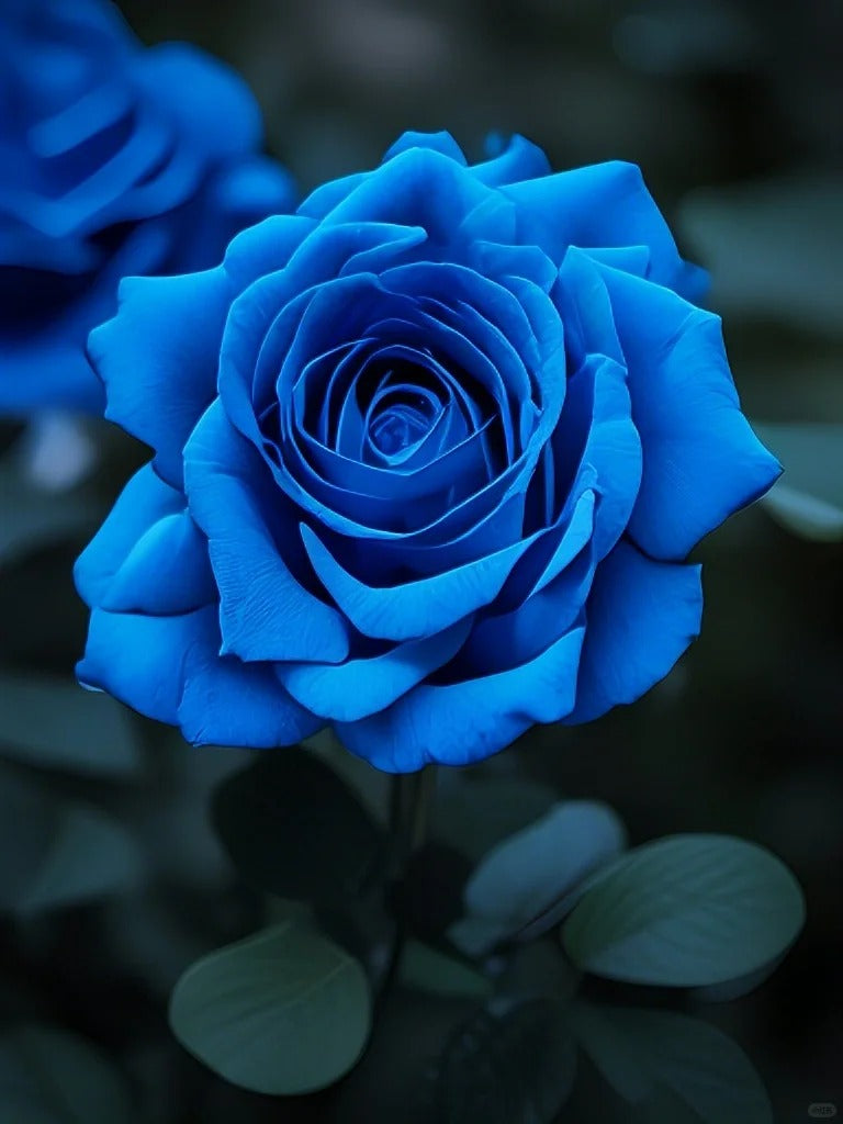💙 Classic Blue Enchantress Rose Seeds – Mystical Bloom Magic
