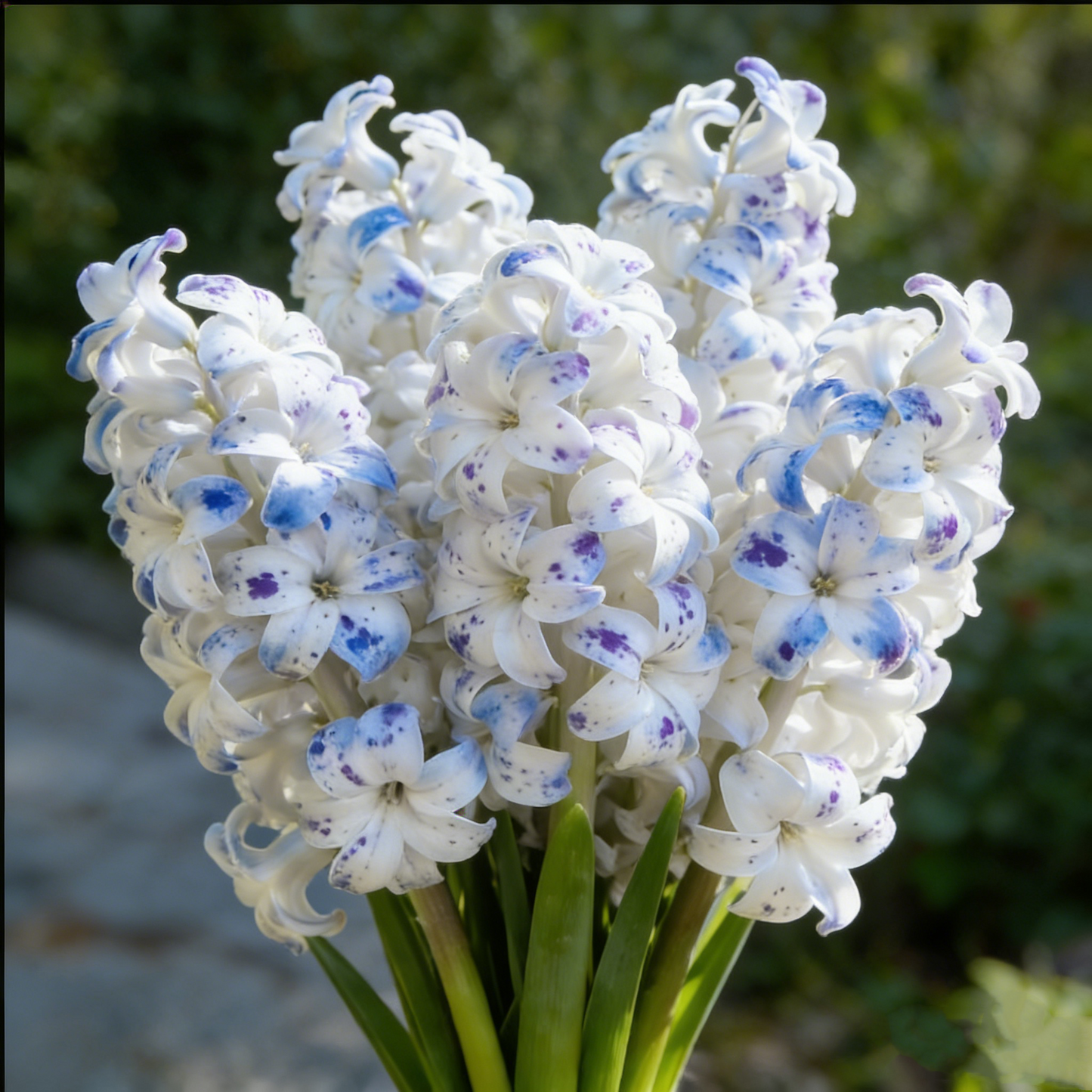 🌟New Arrival🌷Premium Hyacinth Bulbs – Fragrant Color Mix✨