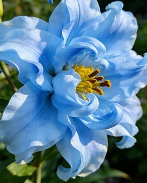 🌸56% OFF Romantic Double Lily Bulbs🌼