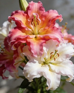 🌸56% OFF Romantic Double Lily Bulbs🌼