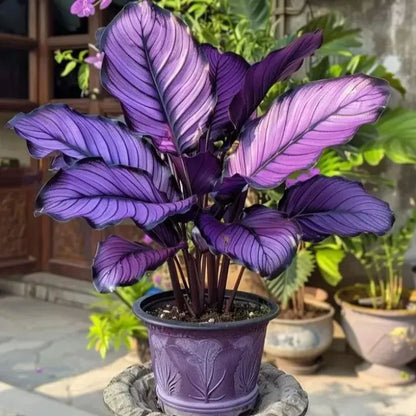 🌱 Rare Giant Hosta Bulbs – Lush, Tall & Shade-Loving Garden Beauty
