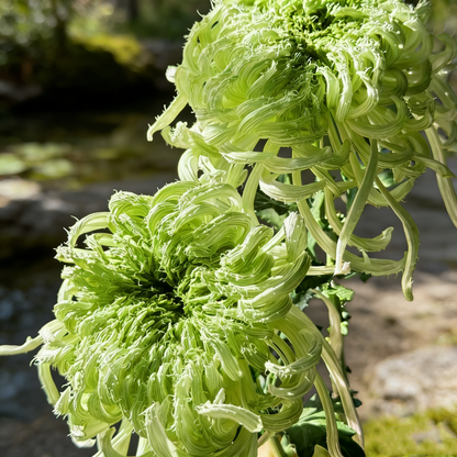 🌼Goose Feather Chrysanthemum Seeds – Mixed Color Pack ✨