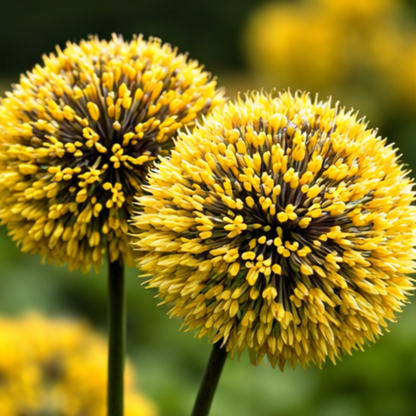 🌸 Premium Giant Allium Bulbs– Colorful Globe Blooms ✨