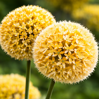 🌸 Premium Giant Allium Bulbs– Colorful Globe Blooms ✨
