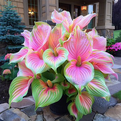 🍃 Exclusive Hosta Bulbs – Unique Foliage, Effortless Beauty