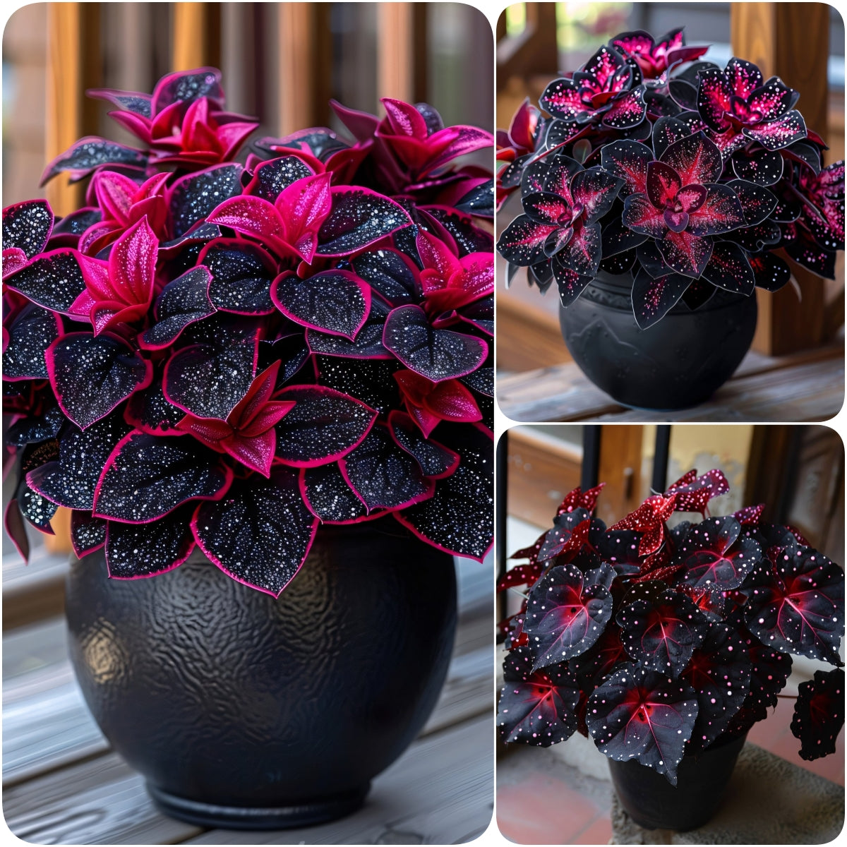 🌌 Rare Galaxy Polka Dot Begonia – Stunning Foliage for Stylish Spaces ☘️✨