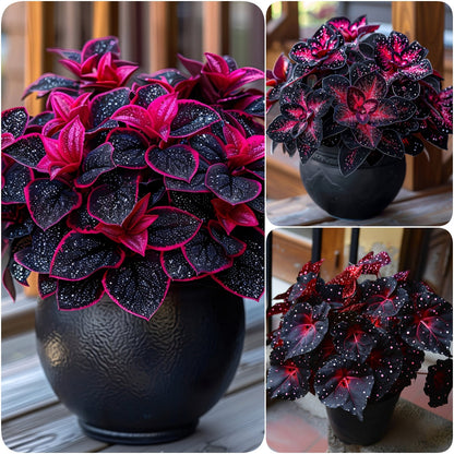 🌌 Rare Galaxy Polka Dot Begonia – Stunning Foliage for Stylish Spaces ☘️✨