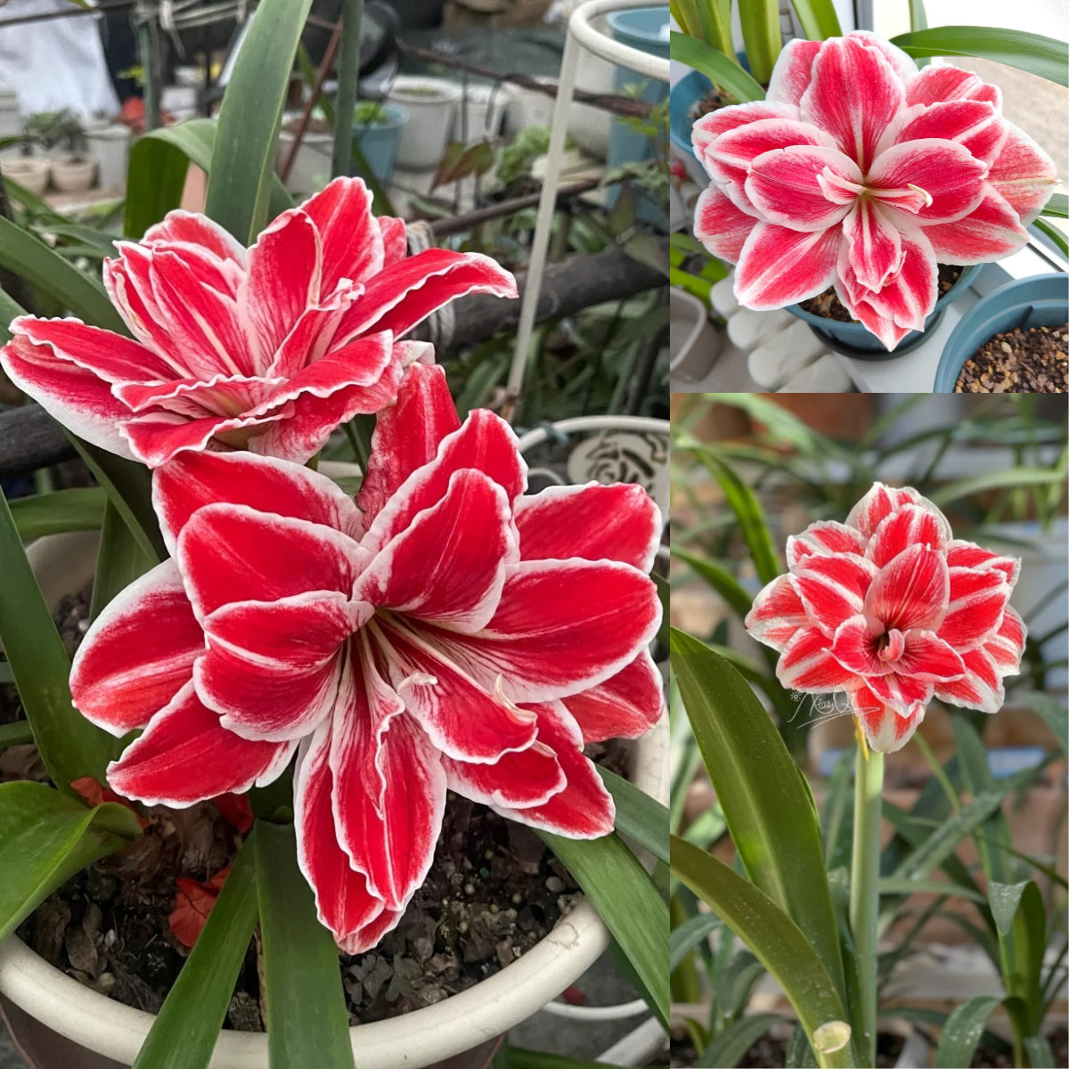 🌺 Amaryllis Bulbs | Grow Bold, Beautiful Blooms