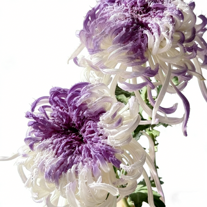 🌼Goose Feather Chrysanthemum Seeds – Mixed Color Pack ✨