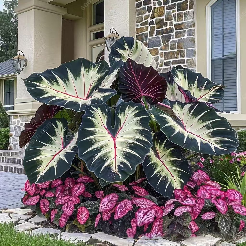 🌿Garden Favorite Hosta Bulbs – Rare & Beautiful Perennial Flowering Plants🎁